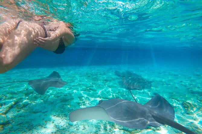 Shared Trip Sailing Komodo 3D2N - Day 2: Padar sunrise, Pink Beach swimming, Komodo dragons, and the manta hunt