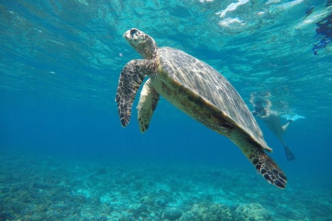 Sharing Snorkeling Trip Gili islands Depart Lombok/Gili Trawangan - Stop 1 on Gili Meno: coral reefs and colorful fish (25 minutes)