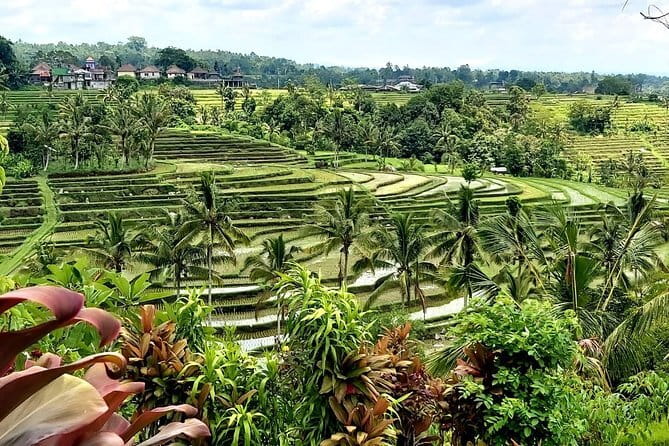 Shore Excursion Cruise Ship from Benoa and Celukan Bawang Port - Guide Quality, English, and How to Make It Work for You