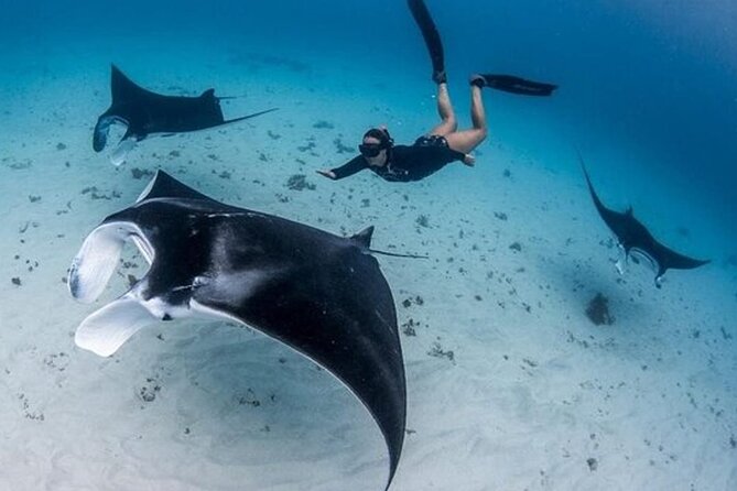 Snorkeling 4 Spot With Manta Bay Or Optional Land Trip - Key Highlights You Should Know