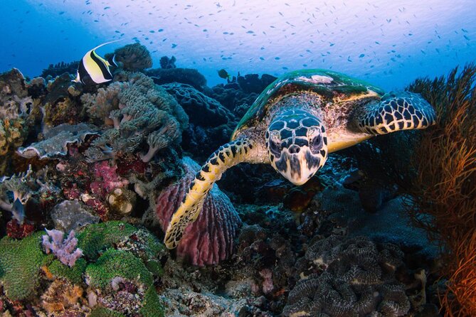 Snorkeling 4 Spot With Manta Bay Or Optional Land Trip - Manta Bay Is the Headliner, and That’s the Whole Point