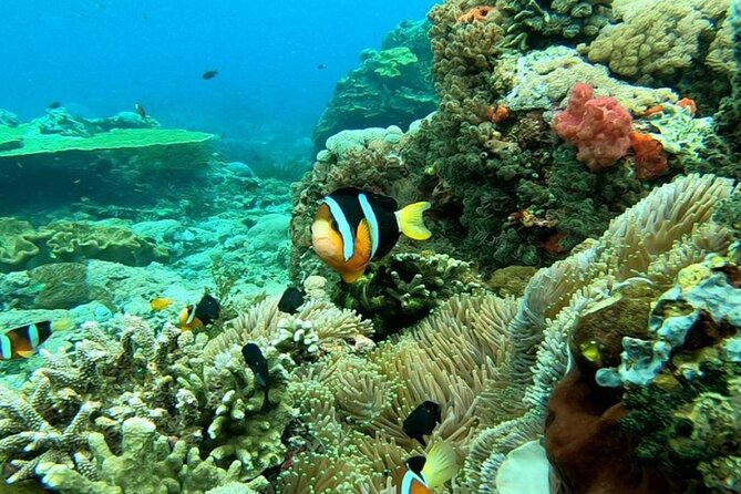 Snorkeling 4 Spot With Manta Bay Or Optional Land Trip - Stop One at Manta Bay: Clear Water and Manta-Ray Hope