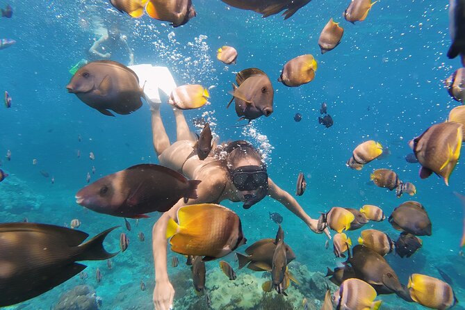Snorkeling 4 Spot With Manta Bay Or Optional Land Trip - Stop Two at Gamat Bay: Coral Gardens for Reef-Lovers