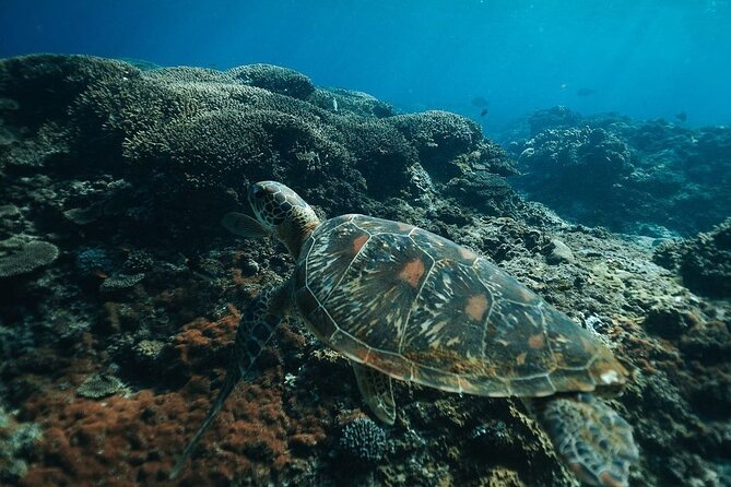 Snorkeling 4 Spots, Manta Rays, Tembeling Pool & Kelingking Beach - Price and value: what $54.98 buys you for a full day