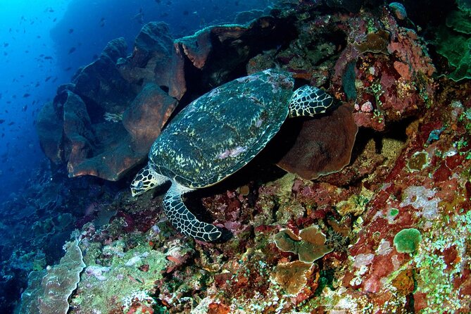 Snorkeling Adventure with East Nusa Penida Tour All Inclusive - Gamat Bay Snorkeling: Clear Water, Shared Boat, and a Manta Chance