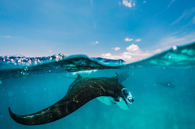 Snorkeling and Freediving Trip around Nusa Penida - Key Things to Know Before You Go