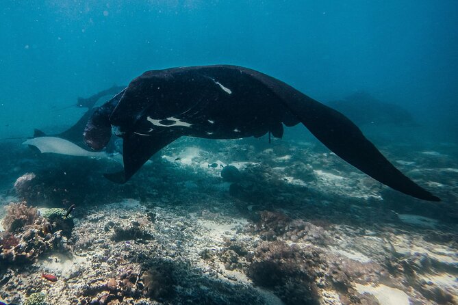 Snorkeling and Freediving Trip around Nusa Penida - Why This Nusa Penida Manta Ray Trip Runs From Freedive Nusa at 10:00 am