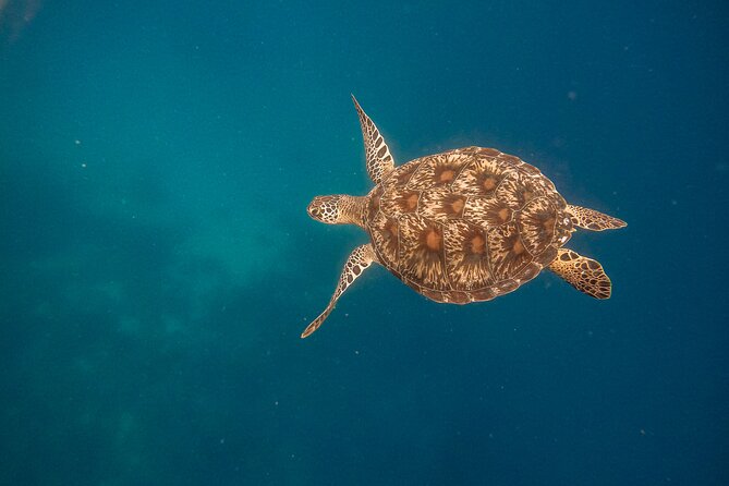 Snorkeling and Freediving Trip around Nusa Penida - Stop 1: Manta Point and Your Best Shot at Manta Rays