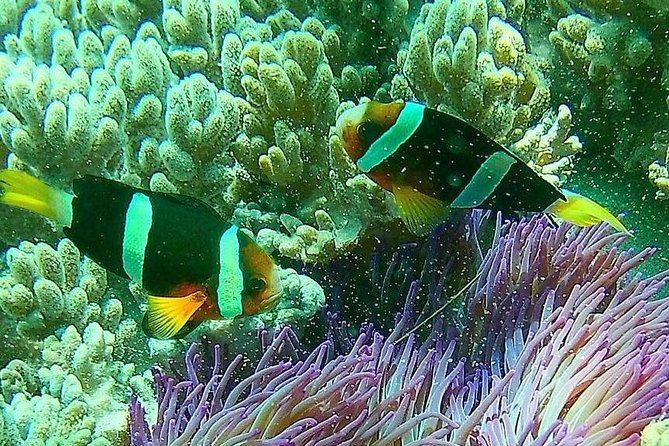 Snorkeling at Blue Lagoon Bali with Lunch and Transport - Who should book this Blue Lagoon snorkeling, and who might skip it