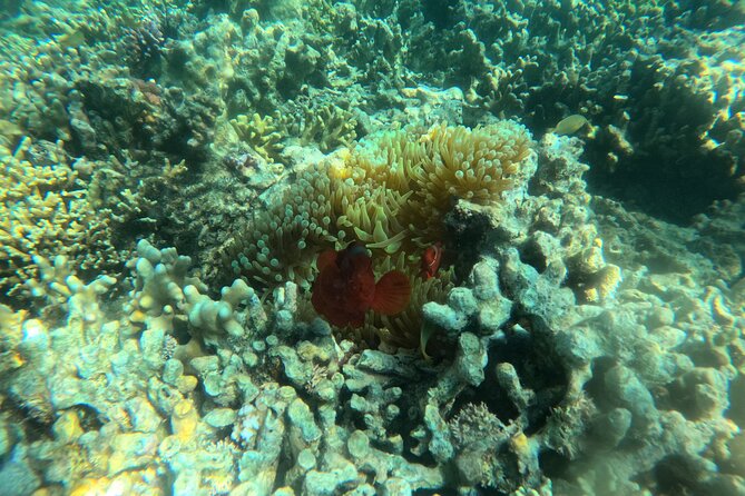 Snorkeling at Menjangan Island Bali Hidden Underwater Gem - Stop 1 at Menjangan Island: coral walls, reef critters, and turtle odds
