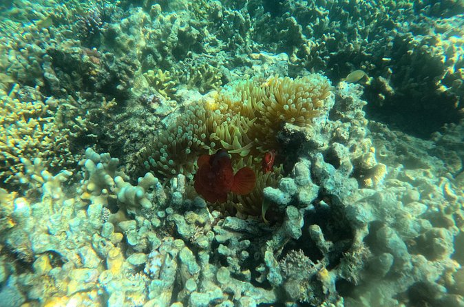 Snorkeling at Menjangan Island Bali Hidden Underwater Gem - The guide makes the difference: patient coaching for first-timers