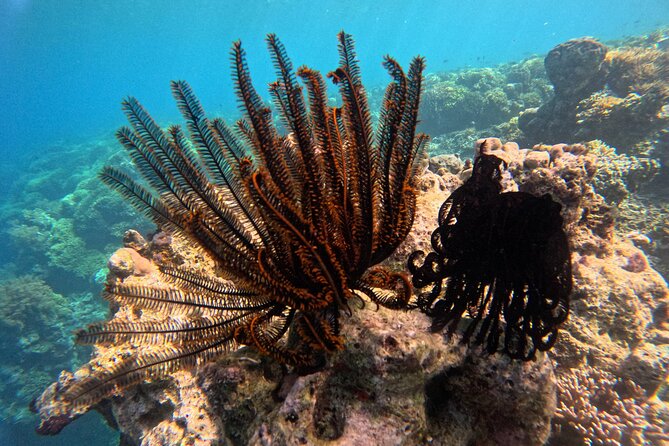 Snorkeling at Menjangan Island Bali Hidden Underwater Gem - Price and value: is $48 worth it?