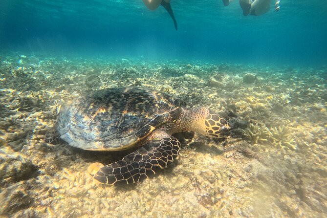 Snorkeling at Menjangan Island Bali Hidden Underwater Gem - Your half-day plan: 9:00 AM start, boat ride, two water stops, lunch