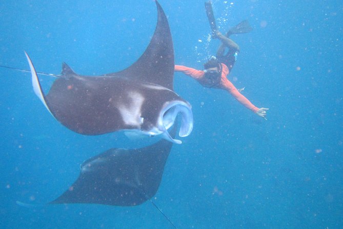 Snorkeling Day Trip To Lembongan and Penida - Key Things That Make This Day Trip Work