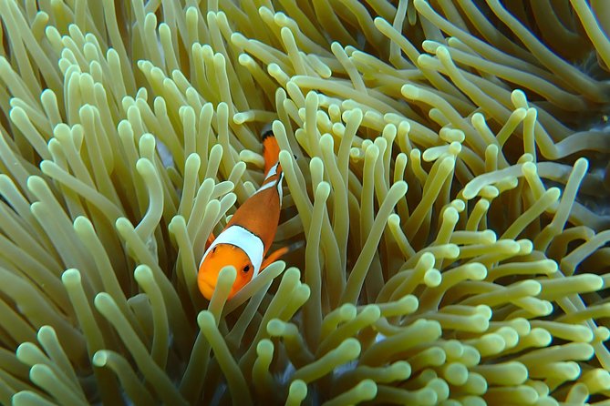 Snorkeling Day Trip To Lembongan and Penida - Penida Snorkeling: Three Reef Areas, With Manta Bay as the Priority