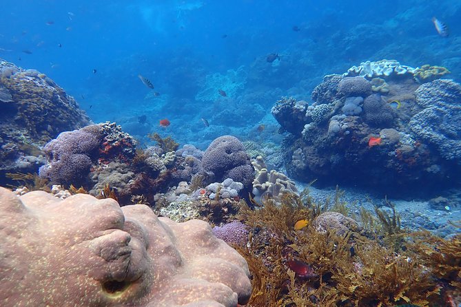 Snorkeling Day Trip To Lembongan and Penida - What You Might See Underwater, and What You Should Not Expect