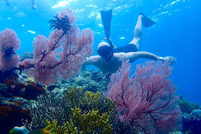 Snorkeling in Menjangan Island with Pickup and Lunch - Key hits for Menjangan Island snorkeling with pickup and lunch