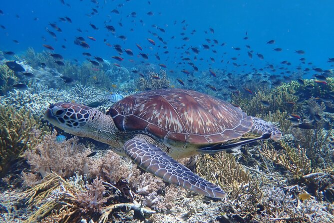 Snorkeling in Menjangan Island with Pickup and Lunch - From hotel pickup to Banyuwedang Harbour: the easy start