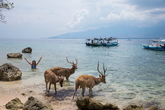 Snorkeling in Menjangan Island with Pickup and Lunch - The beach break and wild deer walk (about 1 hour)