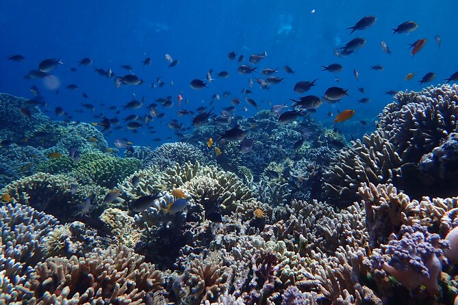 Snorkeling in Menjangan Island with Pickup and Lunch - Second snorkeling session: a second chance when conditions are right