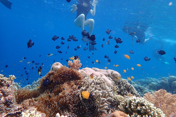Snorkeling in Menjangan Island with Pickup and Lunch - Lunch on the sand: three choices plus a real picnic break