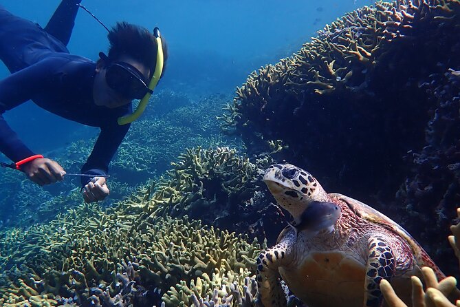 Snorkeling in Menjangan Island with Pickup and Lunch - Small group size and guide support: comfort you feel in the water