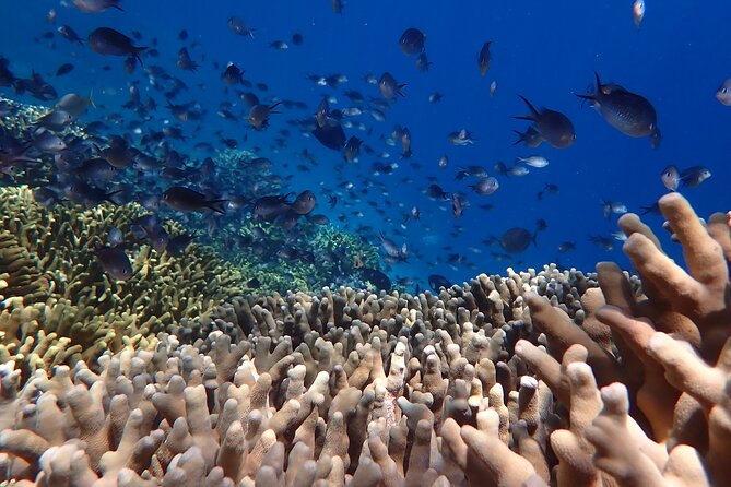Snorkeling in Menjangan Island with Pickup and Lunch - Price and value: what $39.73 really covers in a half day