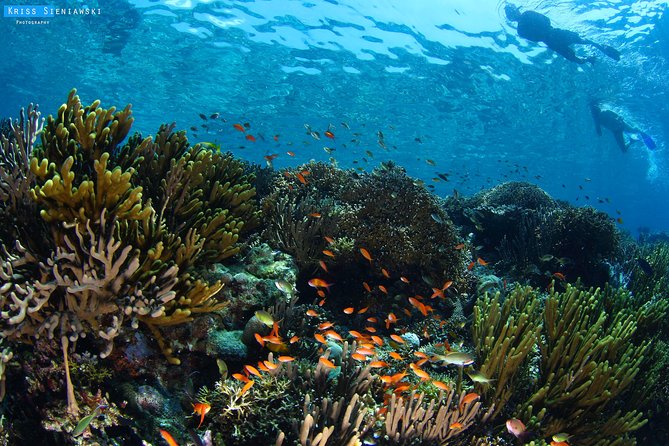 Snorkeling in Menjangan Marine Park - Discover abundant marine life of Pemuteran - Key Highlights at a Glance