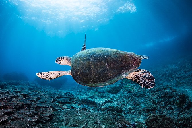 Snorkeling in Menjangan Marine Park - Discover abundant marine life of Pemuteran - Price and Value: What You Really Get for About $42