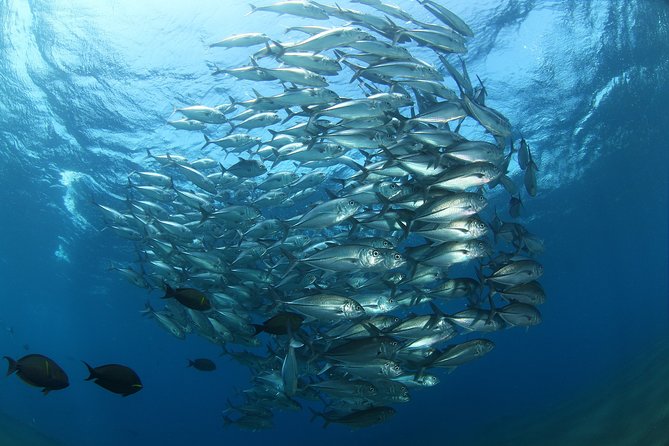Snorkeling in Menjangan Marine Park - Discover abundant marine life of Pemuteran - Pantai Pemuteran and Pemuteran: Where the Day Sets Its Pace