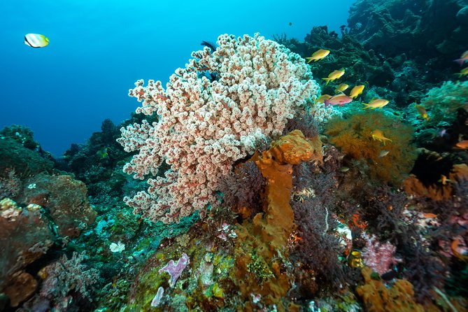 Snorkeling in Menjangan Marine Park - Discover abundant marine life of Pemuteran - Menjangan Island Snorkeling: Clear Shallows, Colorful Fish, Real Reef Life