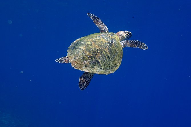 Snorkeling in Menjangan Marine Park - Discover abundant marine life of Pemuteran - Lunch and Break Time: A Midday Reset Instead of a Rush