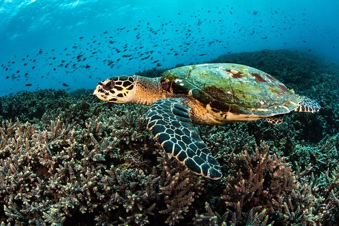 Snorkeling in Menjangan Marine Park - Discover abundant marine life of Pemuteran - The Limestone Temple Visit Between Swims