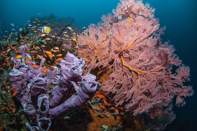 Snorkeling in Menjangan Marine Park - Discover abundant marine life of Pemuteran - Getting There from Pemuteran: Short Transfer, Big Payoff