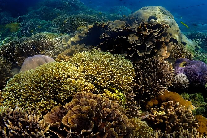Snorkeling In Nusa Penida Departing From Bali Island - The public speedboat ride: comfortable logistics, shared reality