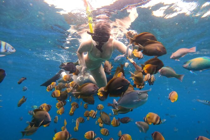 Snorkeling In Nusa Penida Island With Manta Ray From Bali - Why Nusa Penida for manta rays starts with an early Bali morning