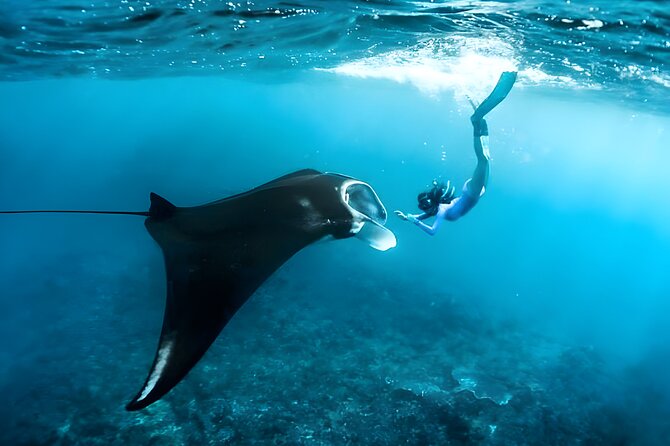 Snorkeling in Wall Point, Gamat Bay and Manta Bay: Nusa Penida Island - Crystal Bay (Wall Point): clear water, coral, and turtle sightings