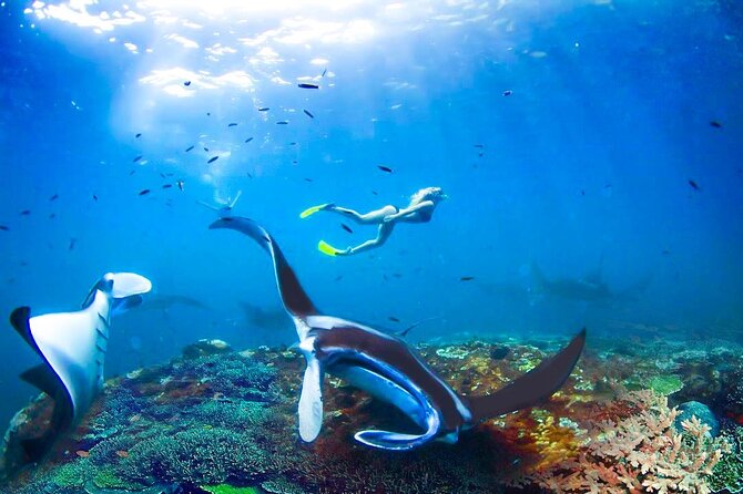 Snorkeling Manta Ray Safari in Nusa Penida - Your snorkel route: Manta Bay, Crystal Bay Beach, Gamat Bay, Wall Point