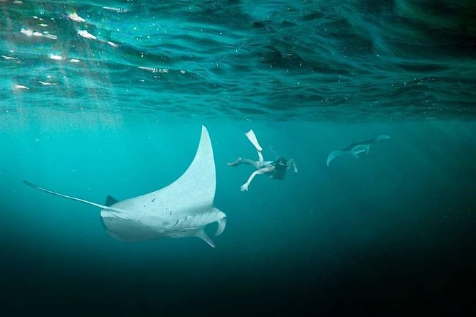 Snorkeling Manta Ray Safari in Nusa Penida - Underwater photos included: how to make them look good