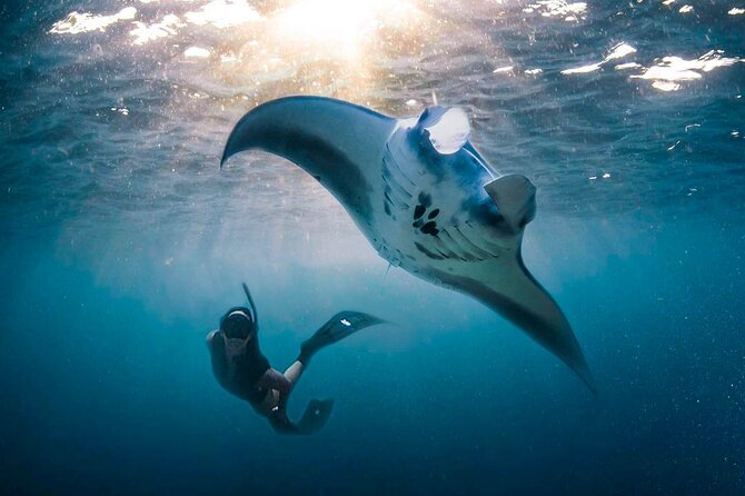 Snorkeling Manta Ray Safari in Nusa Penida - Sea conditions, crowds, and the manta-ray reality check