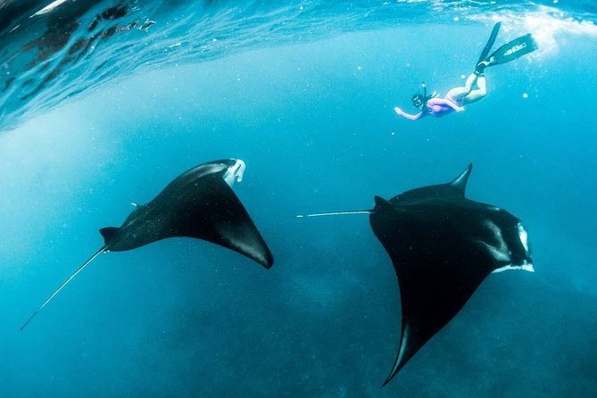 Snorkeling Manta Ray Safari in Nusa Penida - Comfort basics: cold water, quick jumps, and what to bring