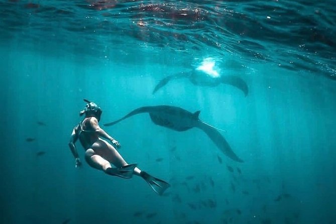 Snorkeling Manta Ray Safari in Nusa Penida - Who this tour fits best, and who should think twice