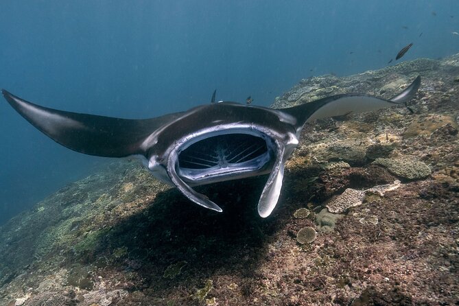Snorkeling Manta Rays, Land Tour Tembeling Pool & Kelingking - Key Highlights You’ll Actually Care About