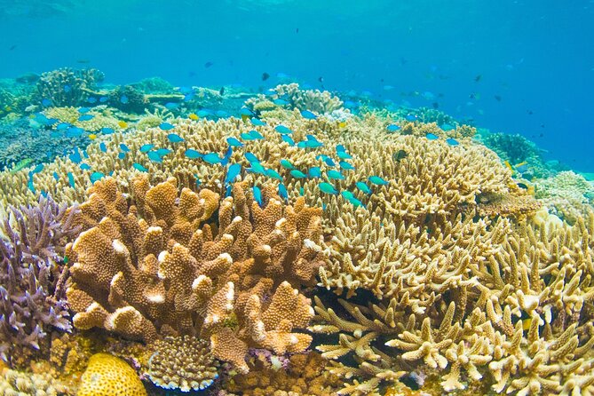 Snorkeling Manta Rays, Land Tour Tembeling Pool & Kelingking - Kelingking Beach Viewpoint: Famous for a Reason