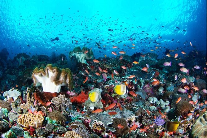 Snorkeling Nusa Penida and Island Tour Package - Key things to know before you go