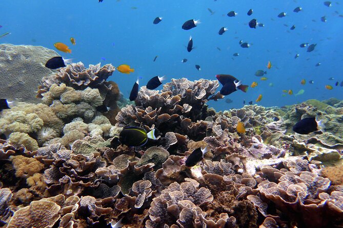Snorkeling Nusa Penida and Island Tour Package - Island viewpoints: Kelingking, Broken Beach, Angel’s Billabong, Crystal Bay