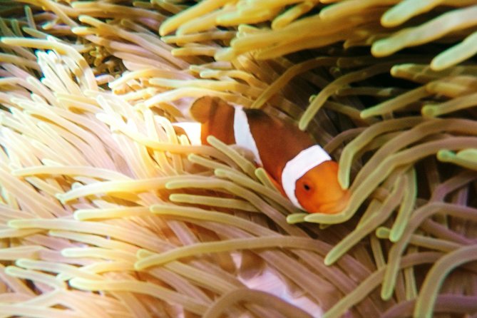 Snorkeling Package at Padang Bai Blue Lagoon - Getting to Padangbai: From Your Hotel to the Snorkel Office