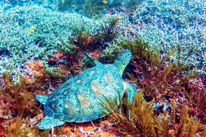 Snorkeling Package at Padang Bai Blue Lagoon - Gear Up Smoothly: What’s Included and What You Must Bring