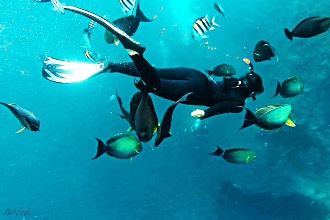 Snorkeling Package at Tulamben Liberty Shipwreck - Getting There From Kuta, Legian, Seminyak, and Nusa Dua