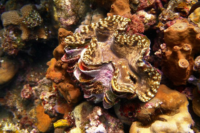 Snorkeling Package at Tulamben Liberty Shipwreck - Snorkel Session 2: When You Want to See More